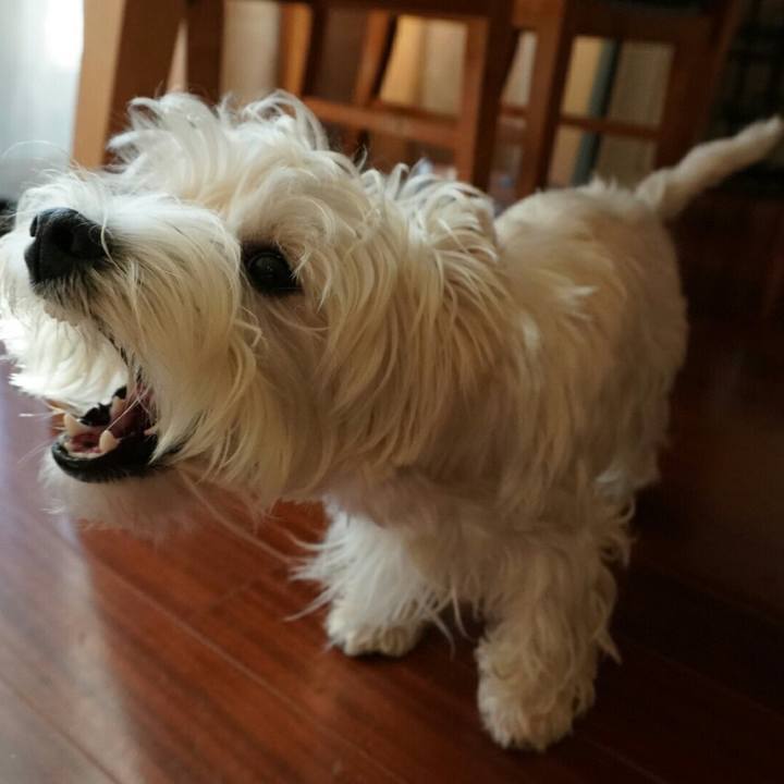 Bd79ebf5 bb40 4b6f bb18 cfd18449788e 1513640783271