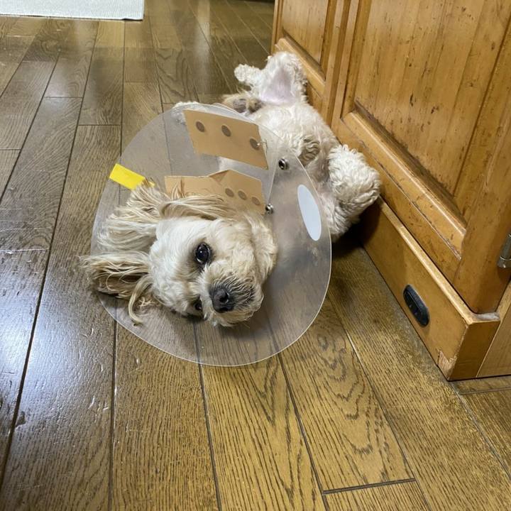 Bd7e0835 94c1 499b a98a fb12c80a65d2 1591190362458