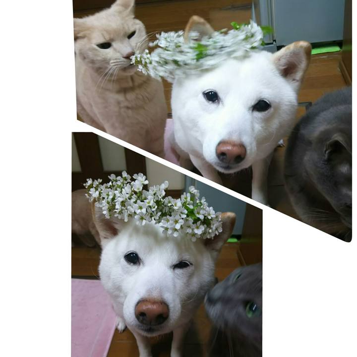 Bd7f14fb ef04 419c a8e4 07a32c0a1ad7 1617189594057