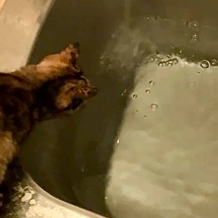 Bd803520 68bf 48ea a3f6 d125daeeede4 1733594575894