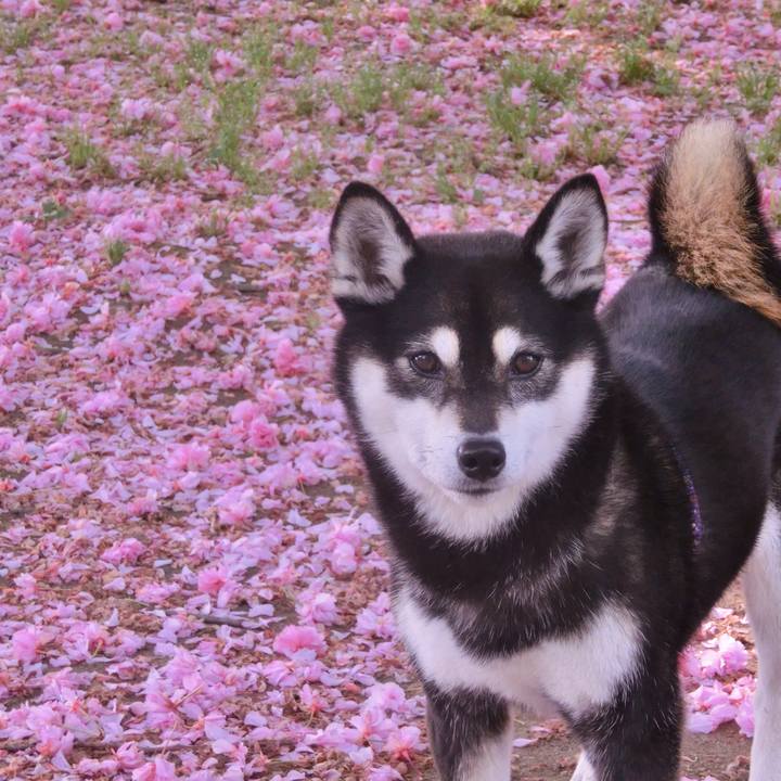 Bd803d63 5686 4cc2 8d6d 589116987451 1525653484947