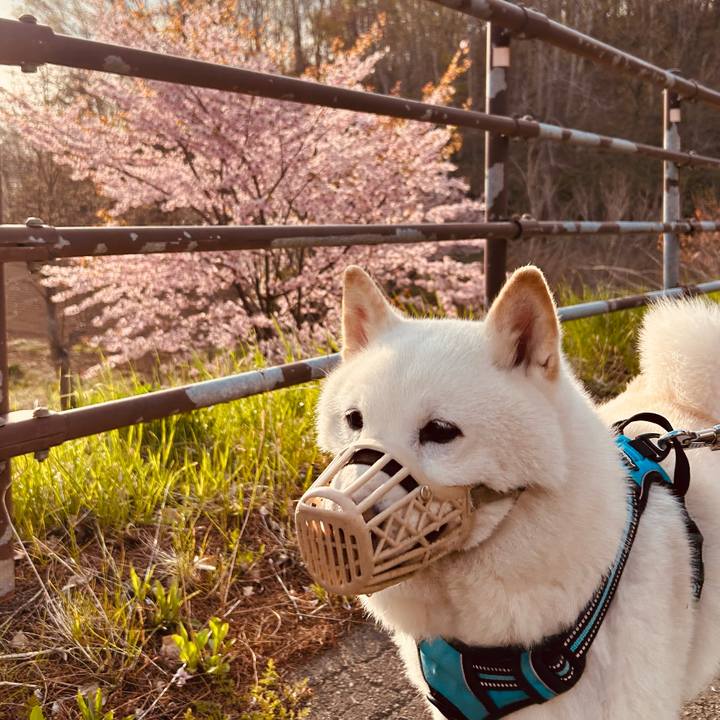 Bd82bbfa dd61 4559 b5dc 115be0a982d9 1682633551484