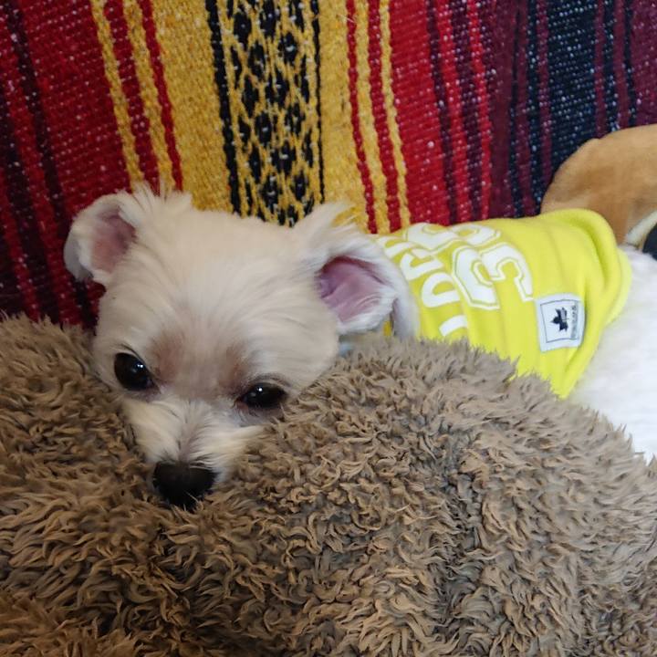 Bd862f71 247c 4642 bdc8 d2af860ea95d 1544608748348