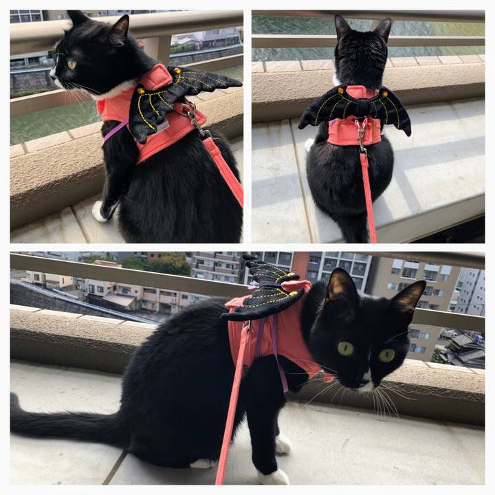 Bd88350f 7f9b 4acb 9183 678330f708e3 1509399924484