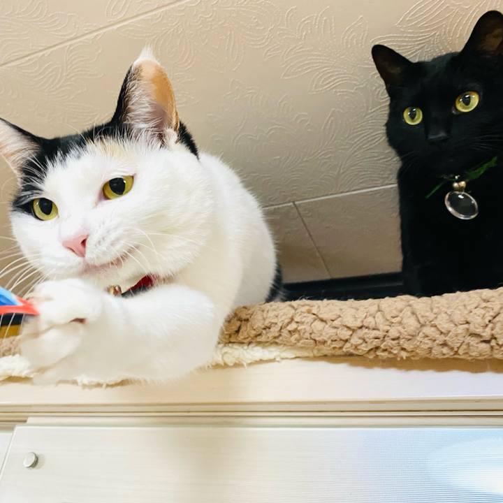 Bd884bcd 49b9 4553 9c53 c379a743ba8d 1704801974129