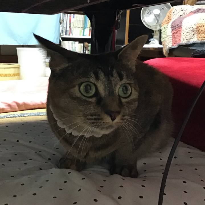 Bd8bad08 3a60 4f98 aee6 dc1acf3b14d8 1688217138390