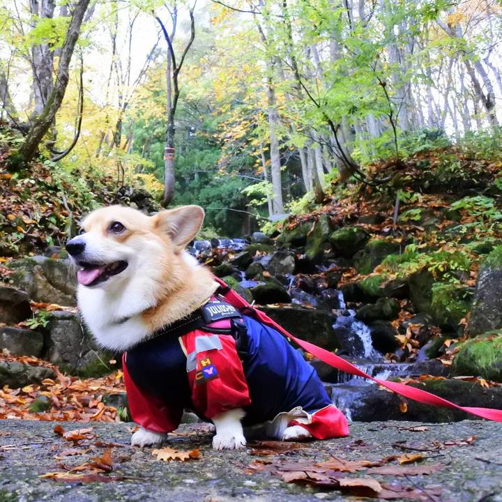 Bd8f1136 8586 416c bab6 8d28f8150c77 1603802655981