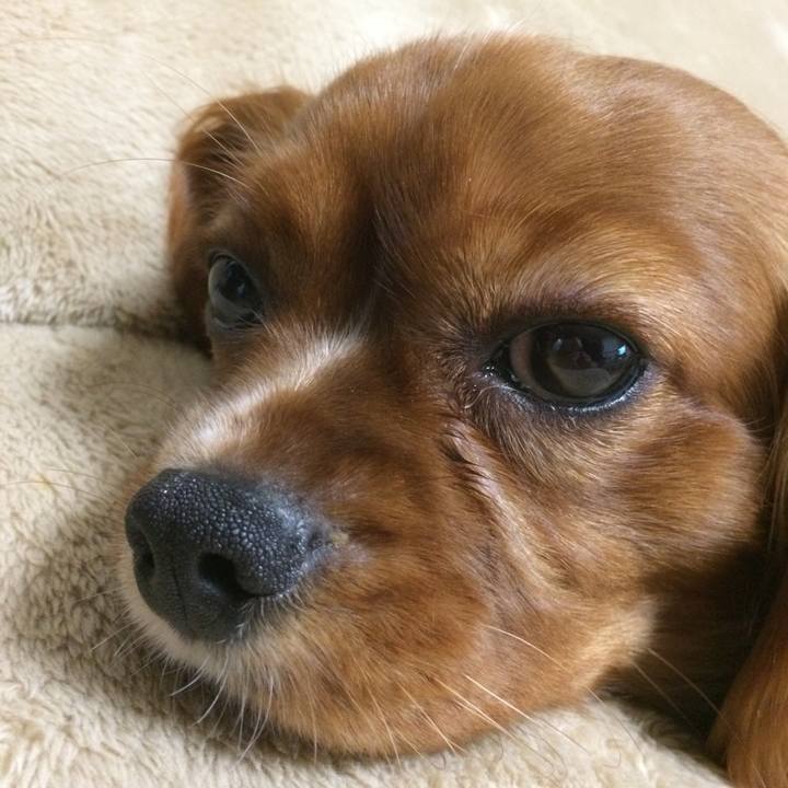 Bd905923 f46b 40b9 a56b fec6a1d28552 1513252636818