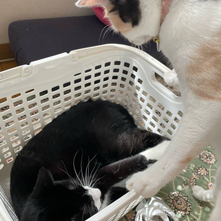 Bd95fa81 b527 4538 8f2d ddbb073f78fd 1685150562113