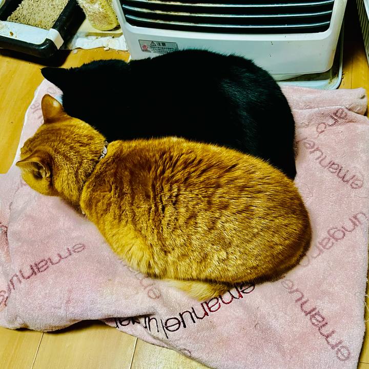 Bd9aecab d32a 4af5 af6a 684903683288 1769378088439