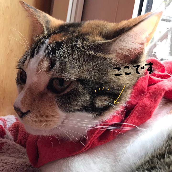 Bd9e45fd f93a 4d5e 85e2 0dc9971133f7 1621149986848