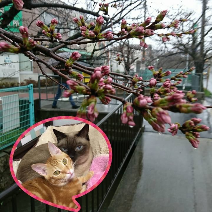 Bda076b4 bcb3 46ce a0ea a7580631ff3e 1521197542781