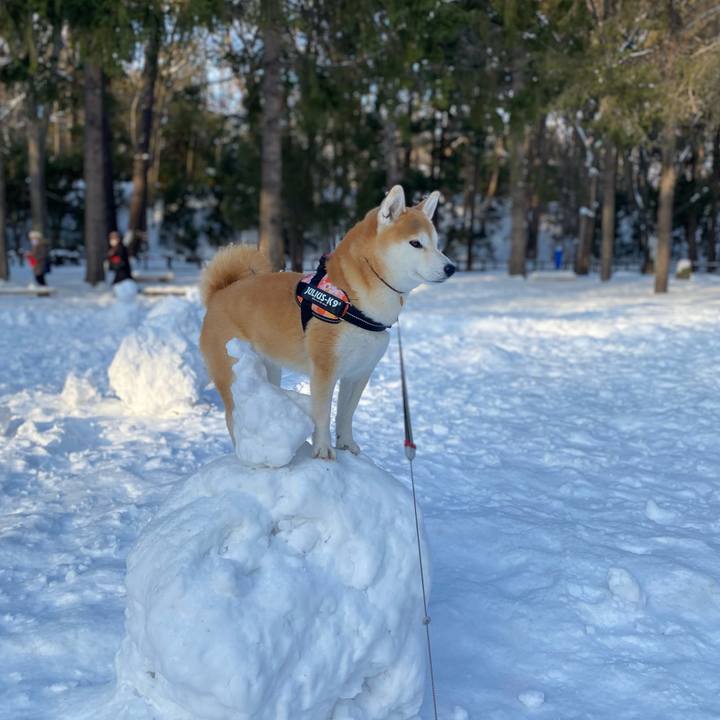 Bda238dd 3ee2 41b4 b73e d069e7f2ffff 1611284494469