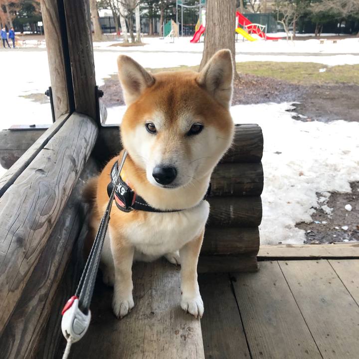 Bda2baf8 dd8f 4b12 9c34 fde9e0bbd849 1553589661052