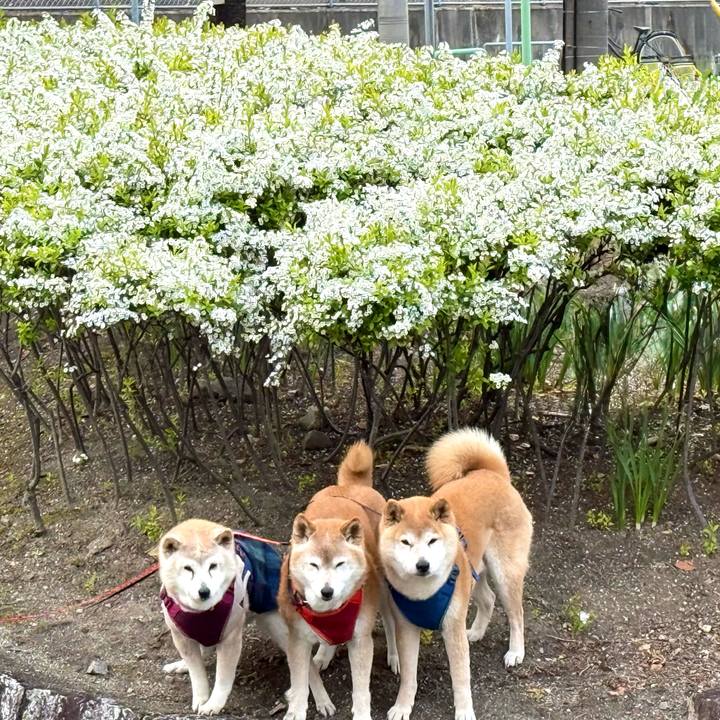 Bda6dac0 ac20 421f be32 6d46f8e4ca73 1774230167062