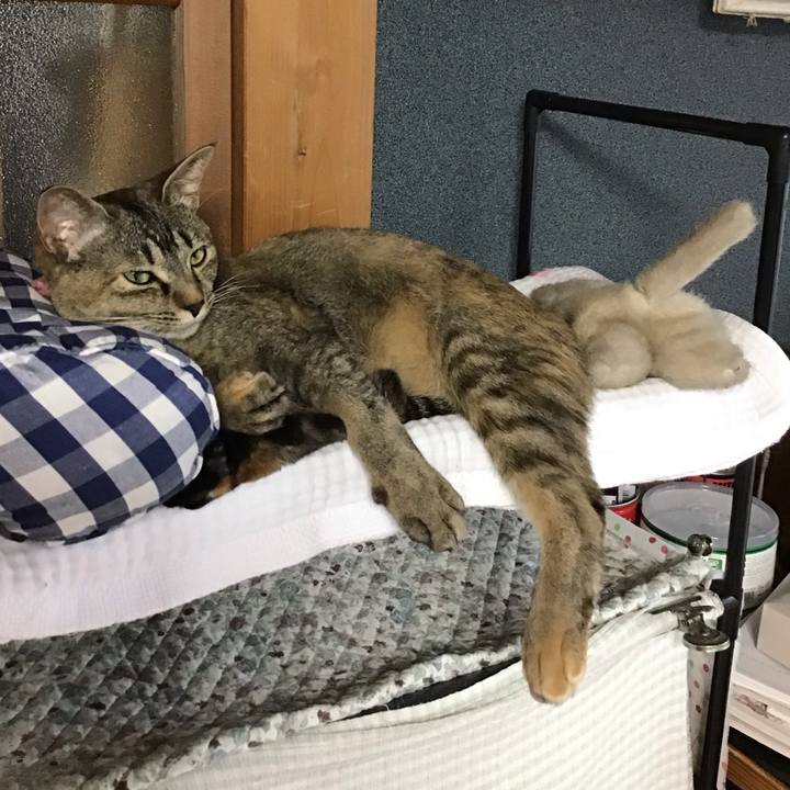 Bda97f77 9dc4 427e af0c c109b610d26c 1591860418830