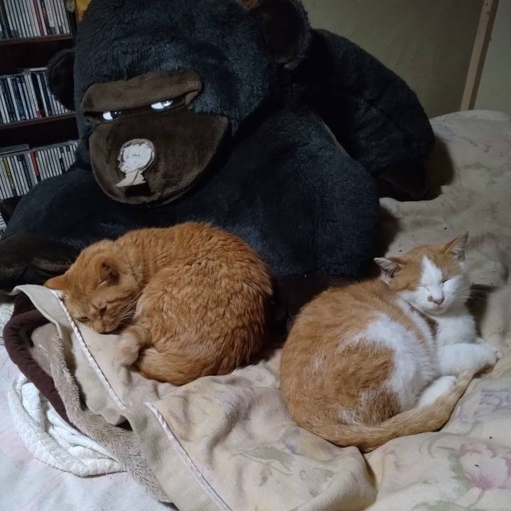 Bdaa1308 5930 4541 beee e43f0fa6787d 1765871242736