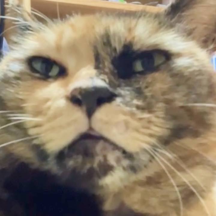 Bdab48d9 1e77 4ea0 9482 84e8d67cd0c0 1732590540565