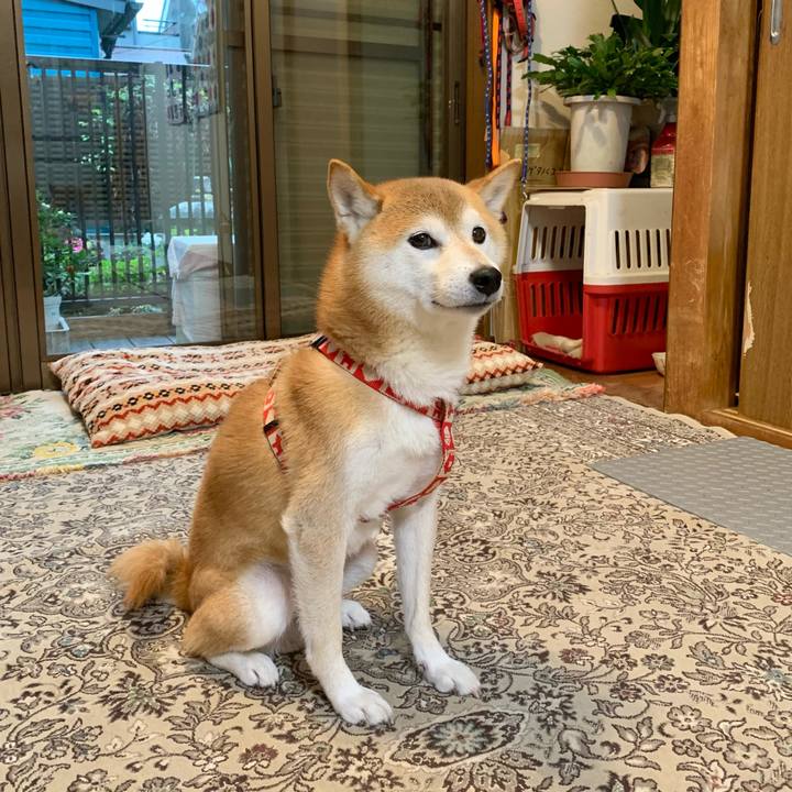 Bdab63a5 ccb4 404d 9dd3 298c21ec6dc7 1634632481463