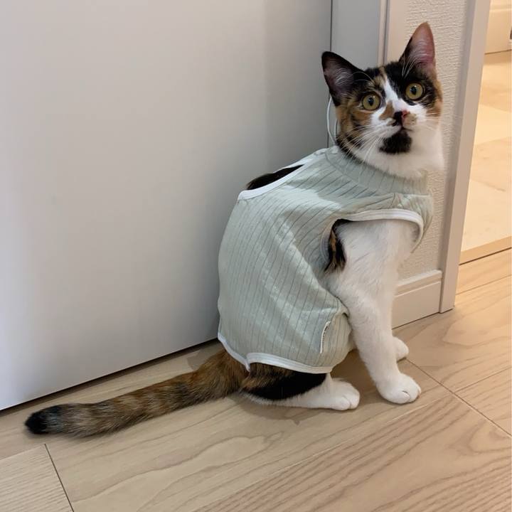 Bdadb8b4 834f 4fb6 8346 4cda85715cdf 1766798600252