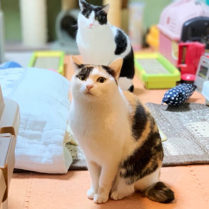 Bdb472ee 5ec3 4d89 aff8 8d9e4ebad5e2 1548813371508