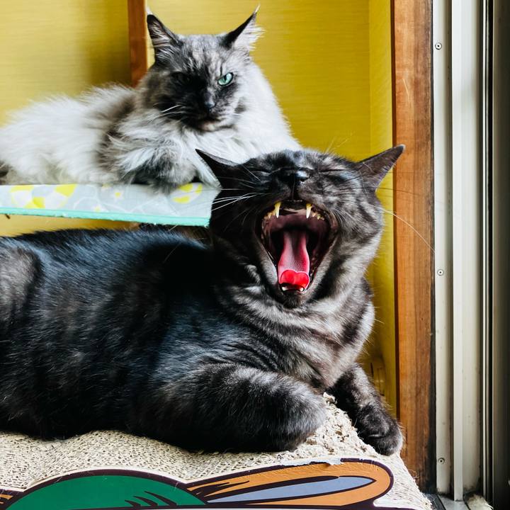 Bdb6b681 a7af 43fa a9a0 cfffcd738173 1759536209765