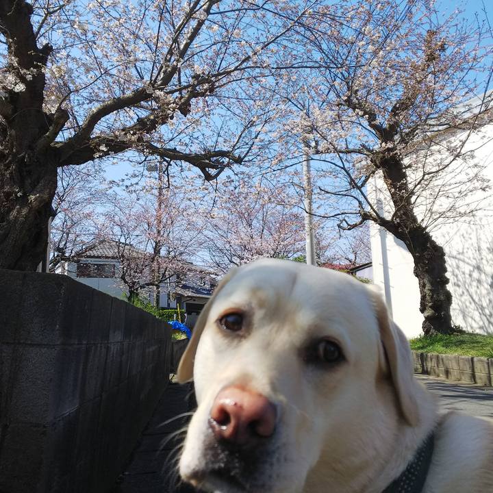 Bdb754c0 a7cc 4454 b116 dd5930a8b885 1521943754275