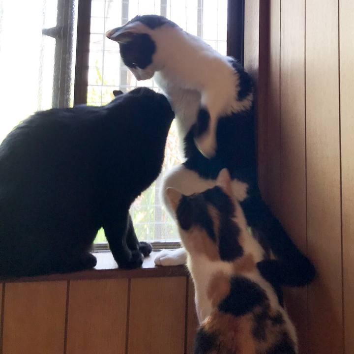 Bdb8fa93 e4cc 4872 ba3b 0aa67b7e98b5 1527125888163