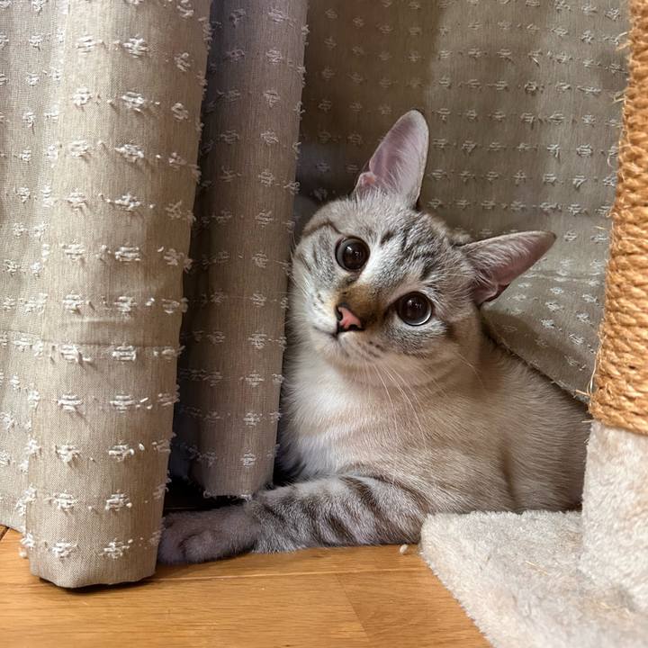 Bdbabeec 6877 4581 8339 b027d5441b3c 1760878837899