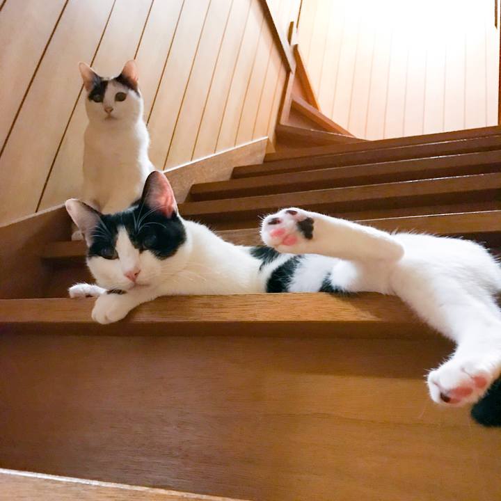 Bdbca475 5626 4336 9b6a 511a1866ac64 1509285921971