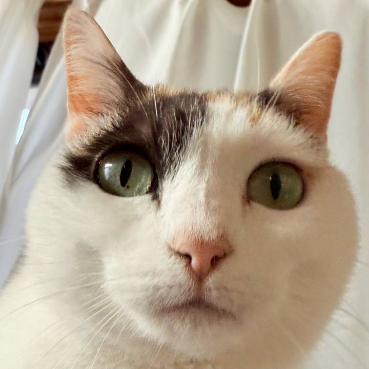 Bdbcc8ef 55d0 4bbb bdd2 6fe30d2562c2 1746498198631