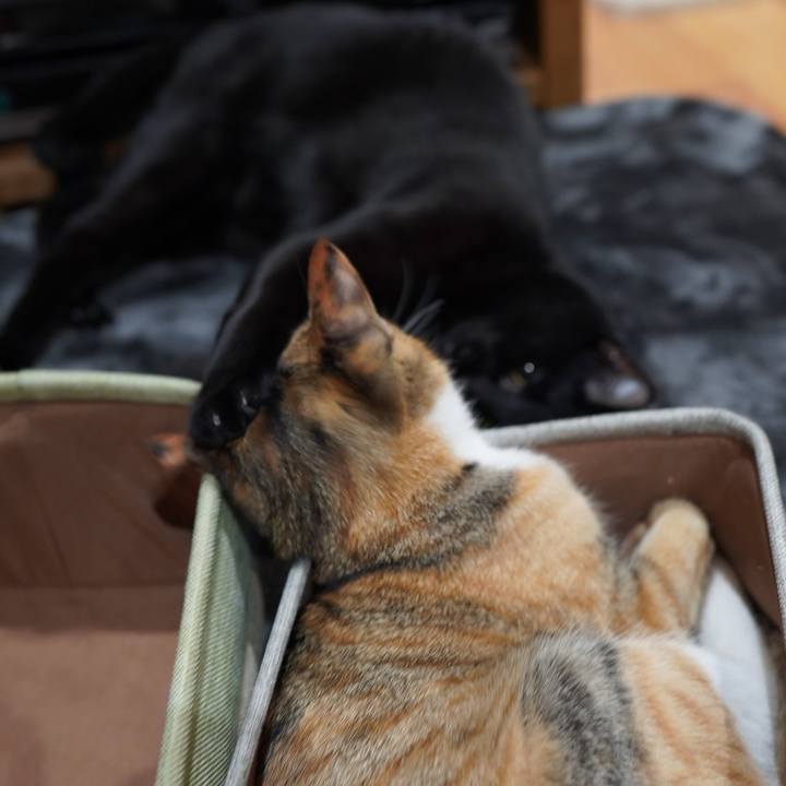 Bdbd2b72 8288 4e60 867f bb399508425c 1584105658235