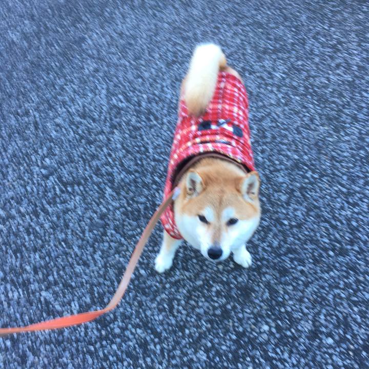 Bdbed6fc e775 45db 9573 1d7100992923 1545958644481