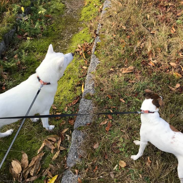 Bdbfa3af 0919 4ceb 9ead a89e3d8ee1ae 1510477880499