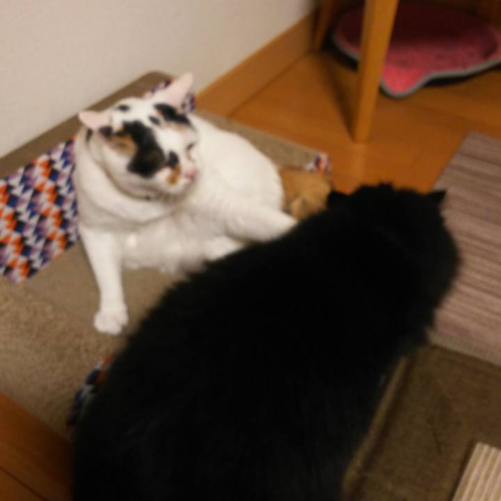 Bdc06ee0 16a9 47c2 a5ea a7ebf0070cdf 1559732175736