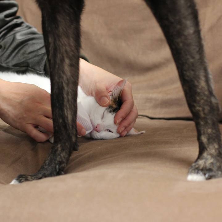 Bdc15d8a 1257 497b b399 b29b4c616369 1549809571165