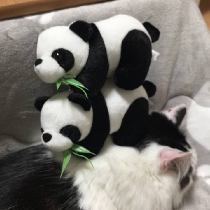 Bdc2a641 fe3c 4336 ad11 27cae7c68563 1514301177369