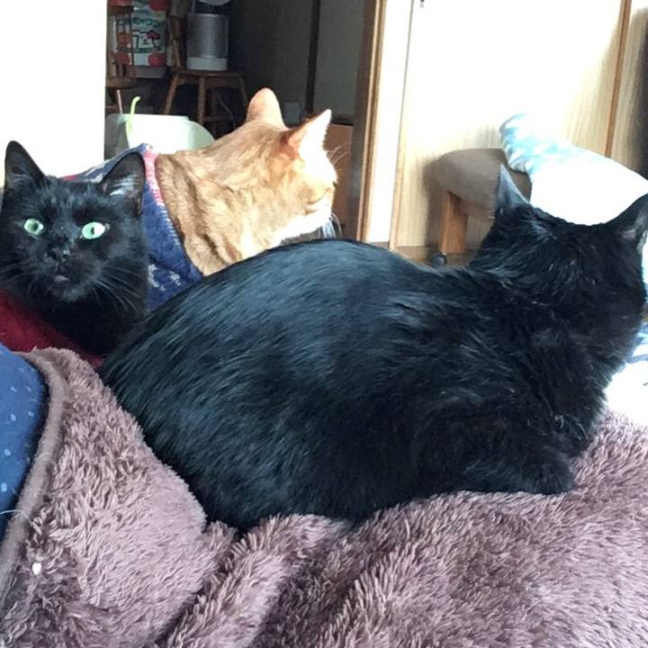 Bdcb3f62 bc53 4a22 ad88 54e66ec02339 1543703552751