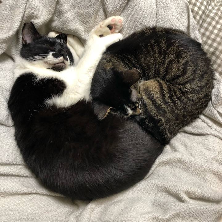 Bdcb5c7f 4467 41aa 8f82 263c16aec2e2 1544299943289