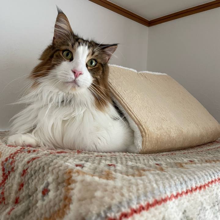 Bdcb5d6c cf19 456e 920d 825987f2f6d8 1700693857298