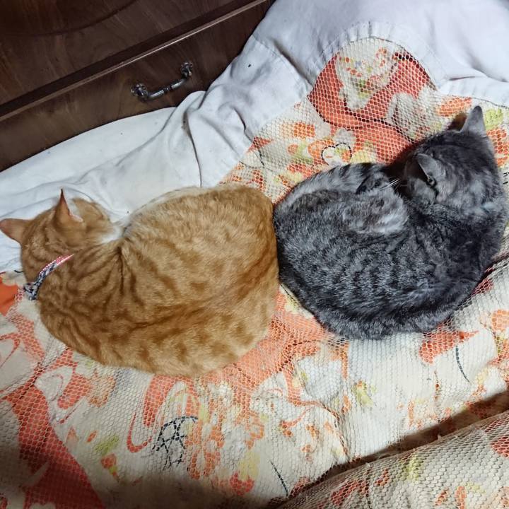 Bdd02ea2 2bba 491e 826d cdc6448c08a2 1572788141913