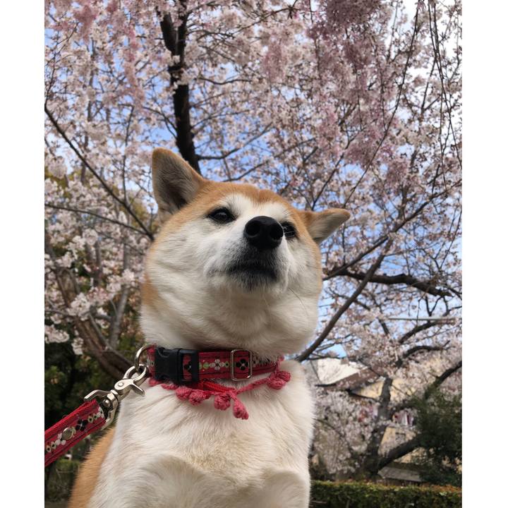 Bdd0fc3f bf60 4fdc bb5c 01ef5f5e370e 1554458325428