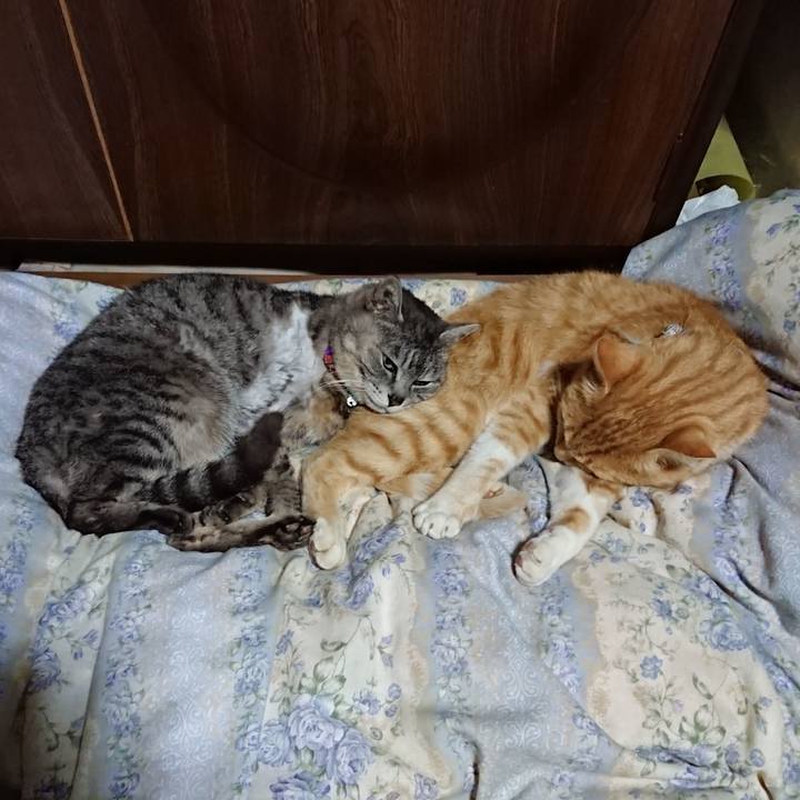 Bdd48945 68ae 4c0c b646 71c1cb42f32e 1590236469524