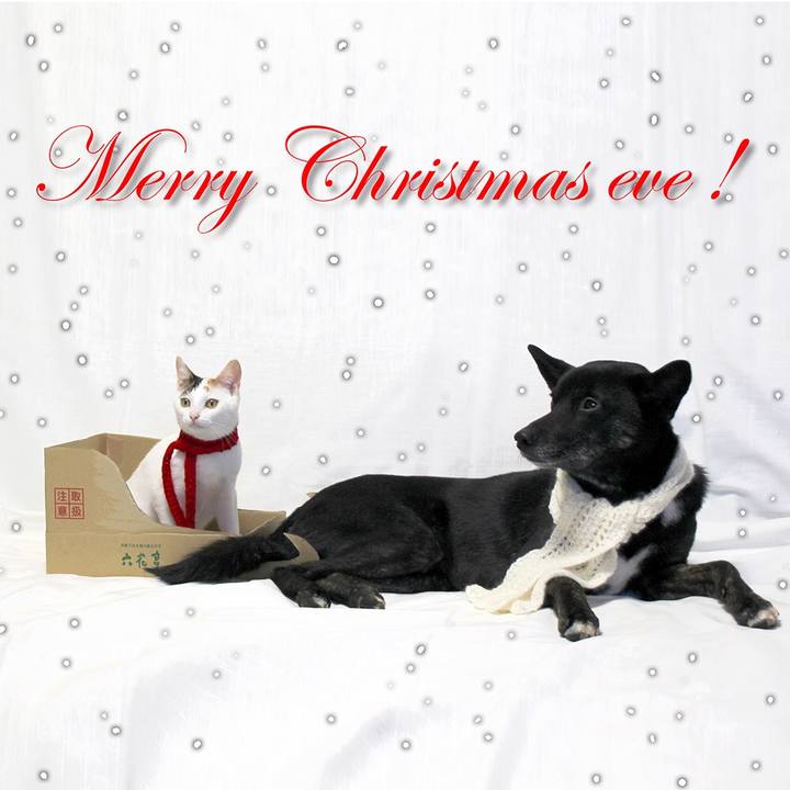 Bdd5229c f172 4a1c b1d8 af00fedd7565 1545660302572