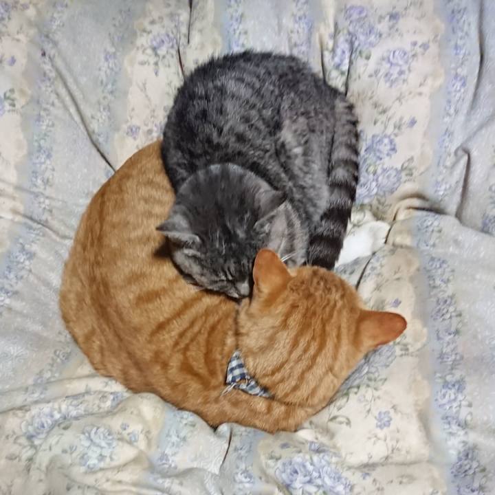 Bdd83a85 4103 446a bcbb 48ea7b68912b 1575893157930