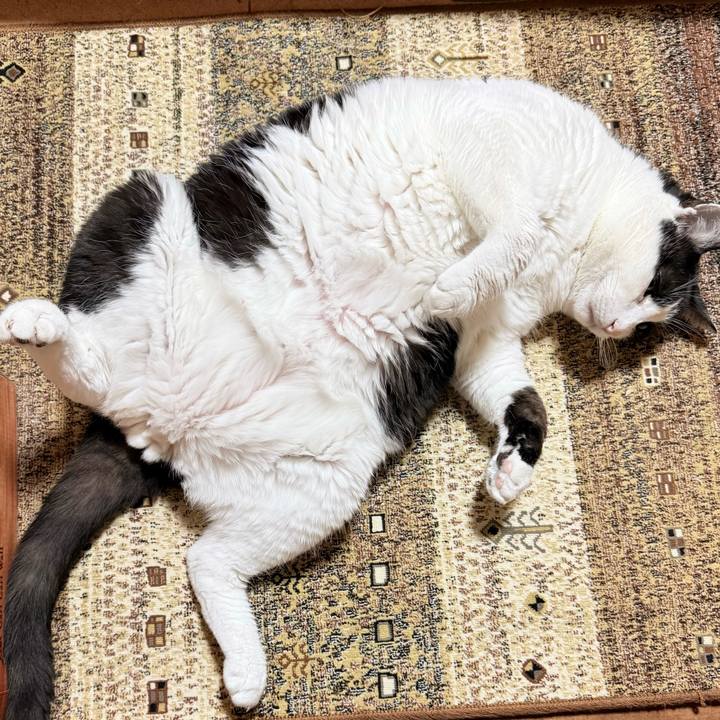 Bdd8961c c3fd 4120 a7e2 a858a7743bd9 1775179672946