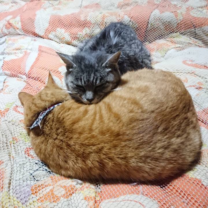 Bddf06a3 0b65 4697 984c 688e69615422 1574252335576