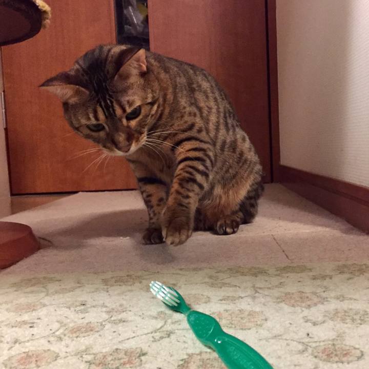 Bddf53b3 c099 4a2d 8ffd cbb4c8045832 1535329332615