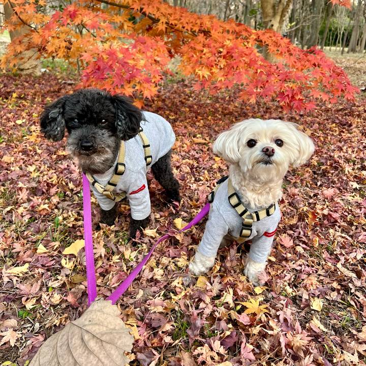 Bde061ca dd32 4113 bab6 224630f8fdd3 1764493961017