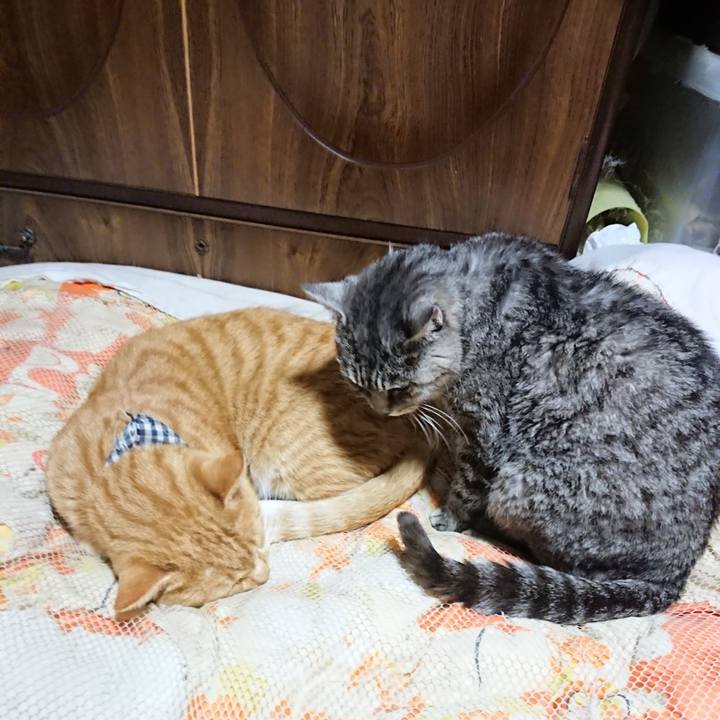 Bde0b4b2 dc2e 45dc 8dcb 56cfd11c0824 1572698925998